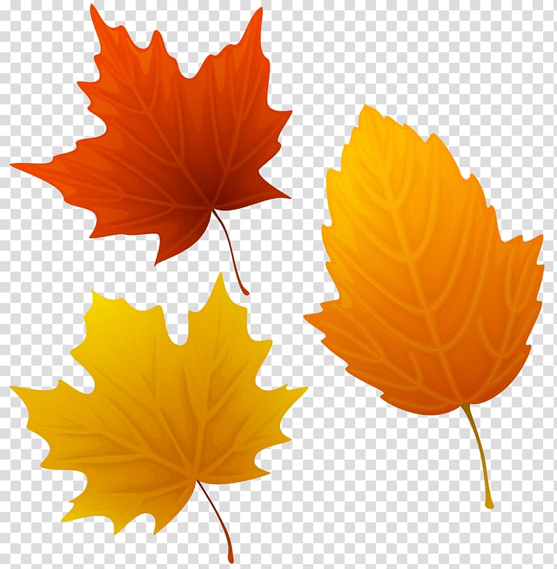 three assorted-color leaves , Autumn Leaves Millicent Wetherby Jazz standard Clapton, Set of Autumn Leaves transparent background PNG clipart