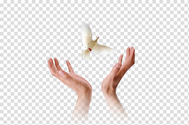 Hand Physical therapy Finger snapping Upper limb, Flying pigeons transparent background PNG clipart