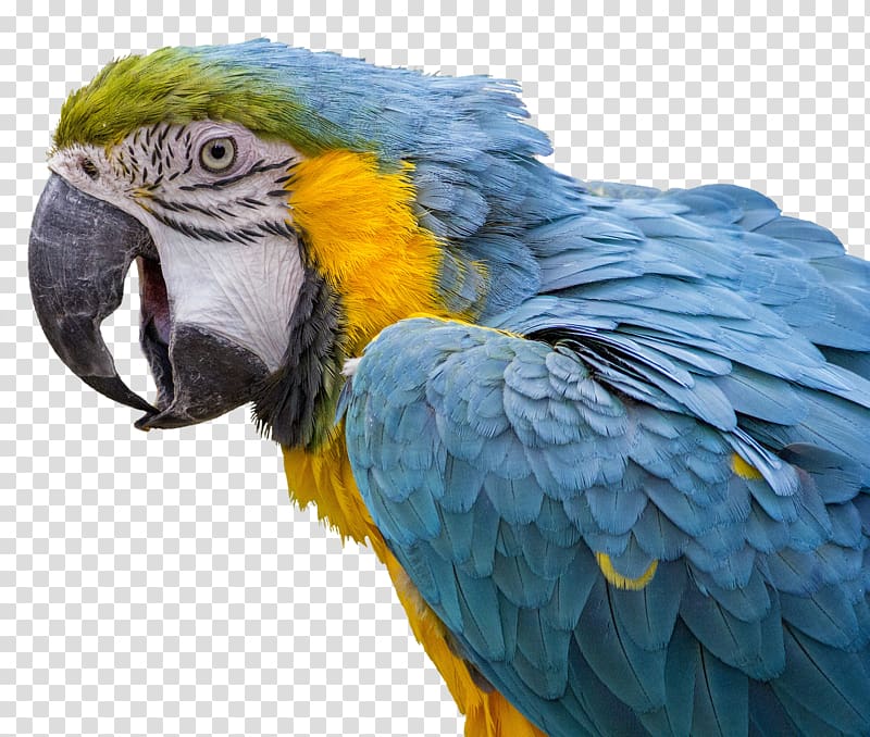 Bird Macaw Pet Cage Dog, Bird transparent background PNG clipart