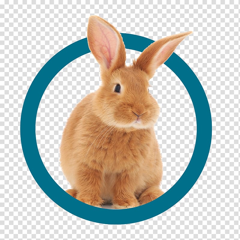 Domestic rabbit Himalayan rabbit Himalayan cat Hare, rabbit transparent background PNG clipart