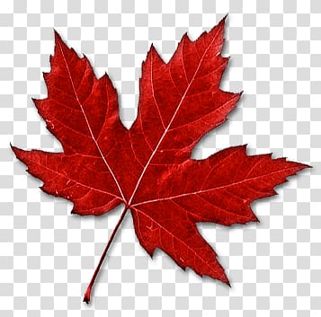 red maple leaf , Canadian Maple Leaf transparent background PNG clipart