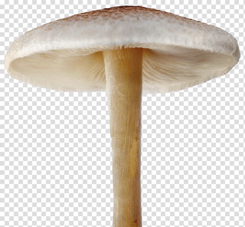 Portable Network Graphics Mushroom Transparency, mushroom transparent background PNG clipart