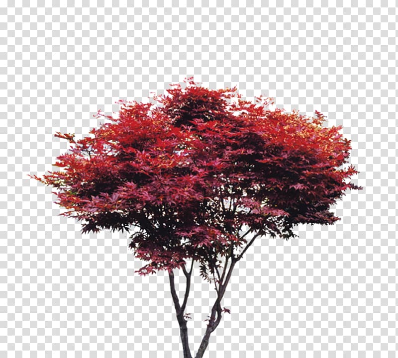 red leaf tree, Tree Maple Red, Tree, trees, Taobao creative, red trees transparent background PNG clipart