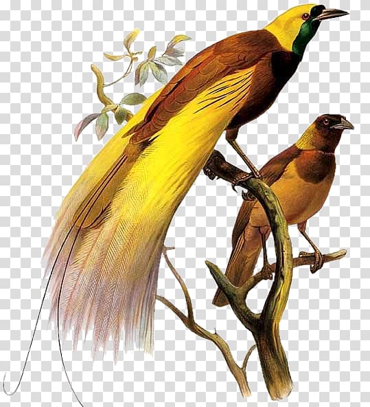 Drawn From Paradise: The Discovery, Art and Natural History of the Birds of Paradise Greater bird-of-paradise Oiseaux.net, Bird transparent background PNG clipart