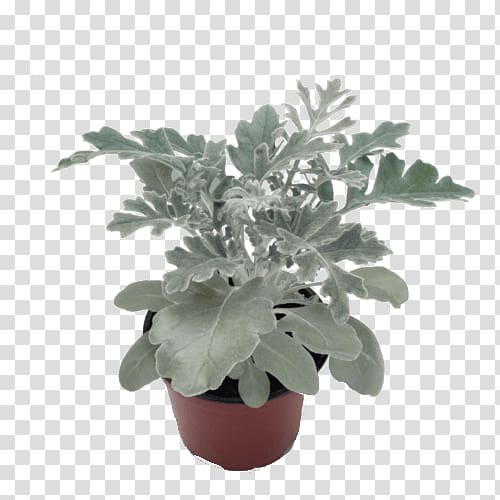 Silver ragwort Ragworts Plants Cineraria Annual plant, plants transparent background PNG clipart