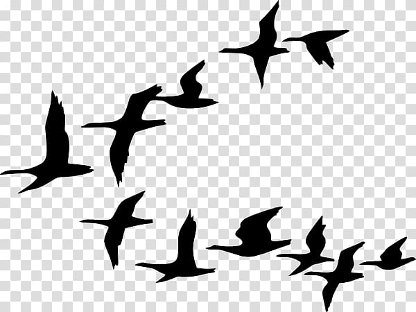 Duck Goose Bird Flock Animated Bird Transparent Background Png