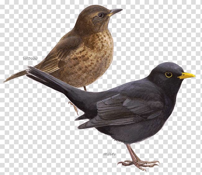 Common blackbird Grenzeloos vogels kijken: in een jaar de wereld rond House Sparrow BirdLife Netherlands, Bird transparent background PNG clipart