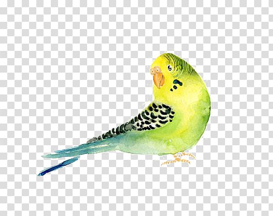 Budgerigar Parrot Bird Watercolor painting, parrot transparent background PNG clipart