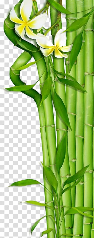 Bamboo , Green Bamboo transparent background PNG clipart