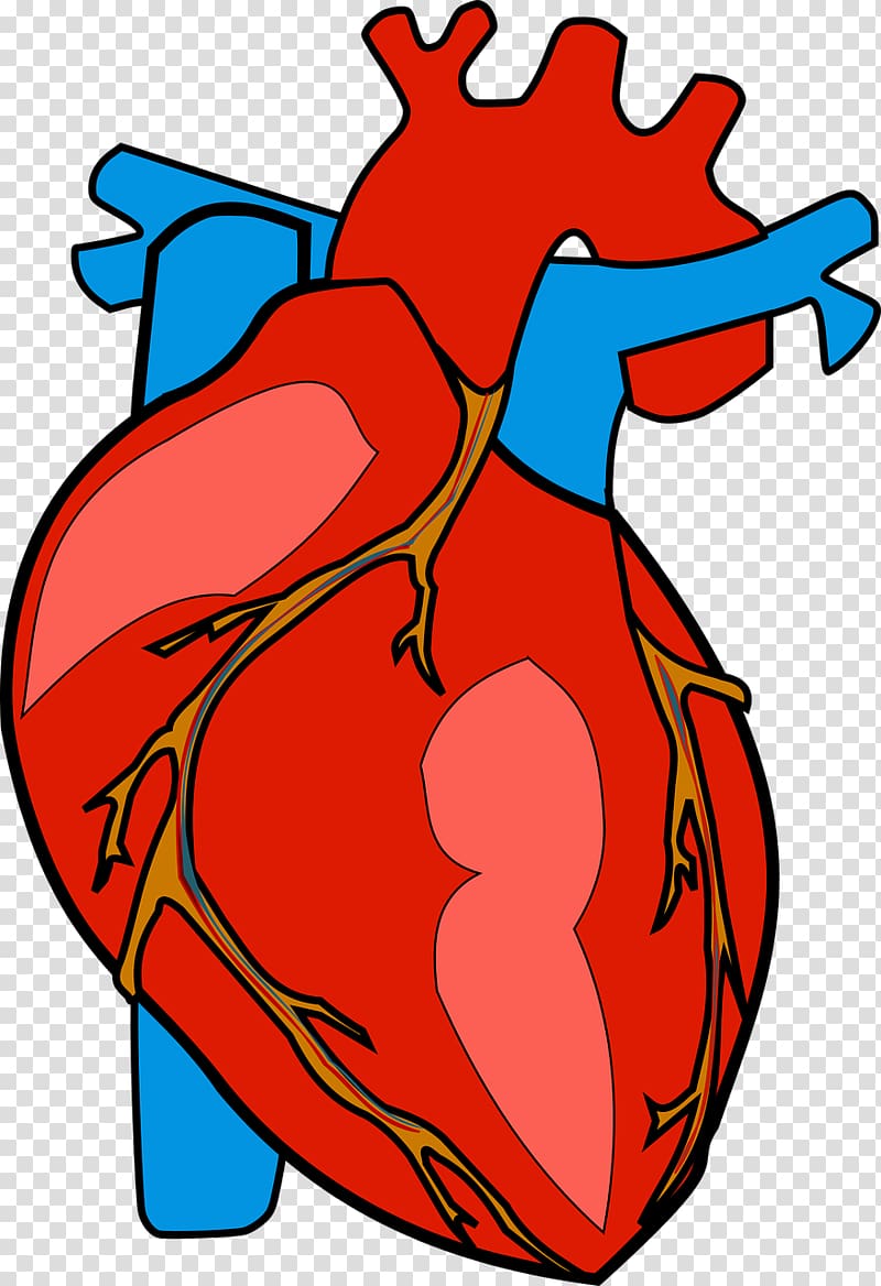 Heart Anatomy , heart attack transparent background PNG clipart