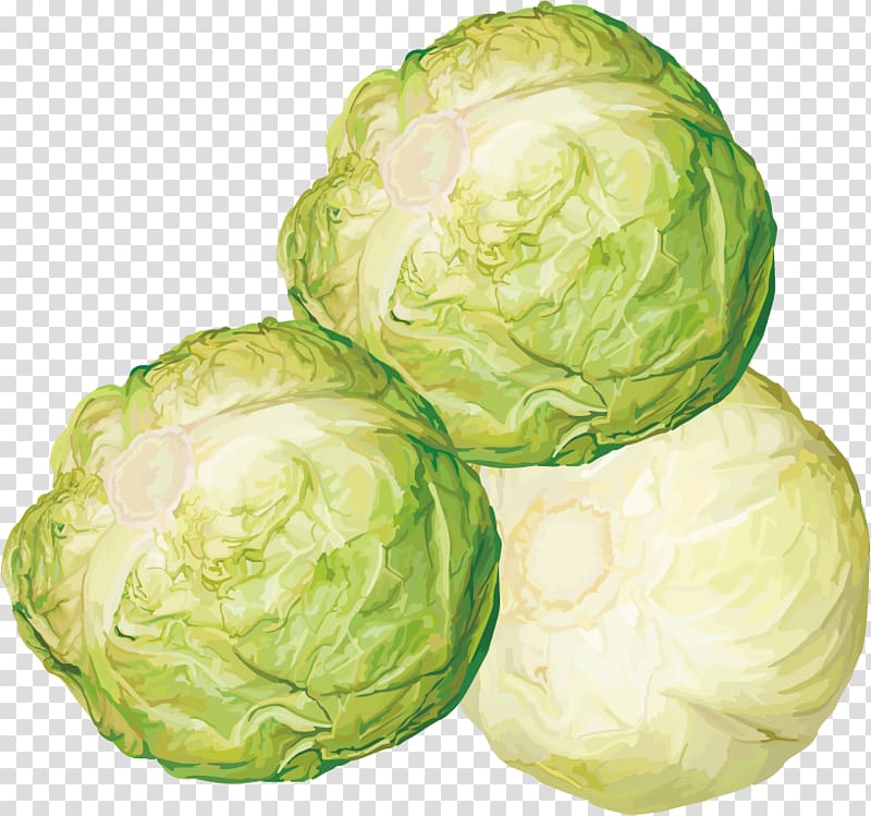 Brussels sprout Cabbage Vegetable , Cabbage, turnips material transparent background PNG clipart
