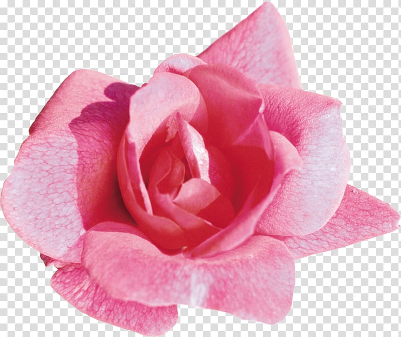 Light Rose Desktop Flower Pink, rose transparent background PNG clipart