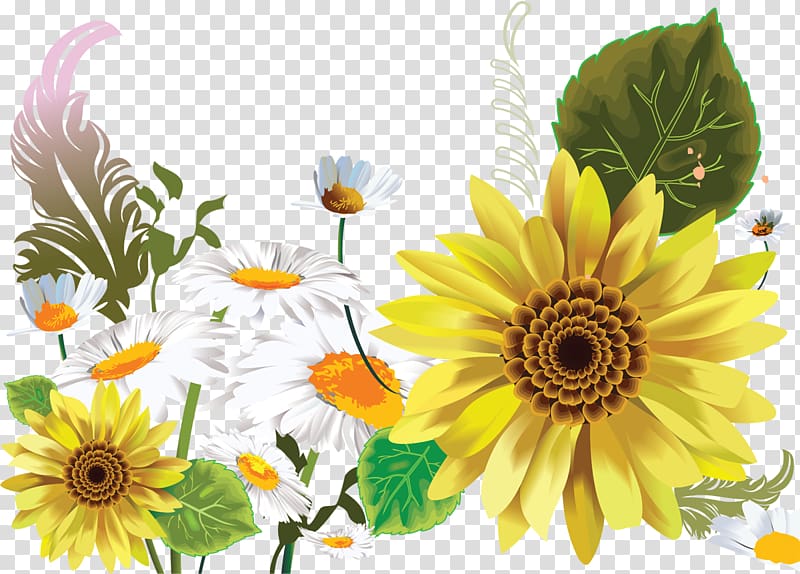 Limousin .de, camomile transparent background PNG clipart