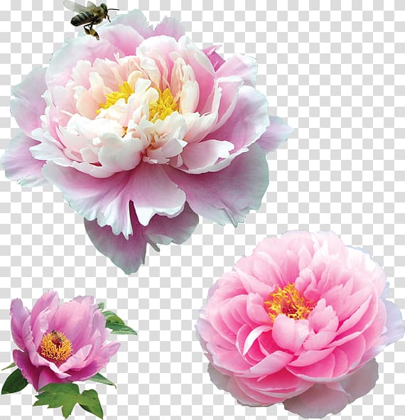 Moutan peony Pink , peony transparent background PNG clipart