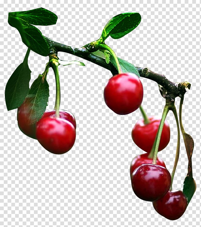 Cherry Fruits et légumes Cerasus Portable Network Graphics, cherry transparent background PNG clipart