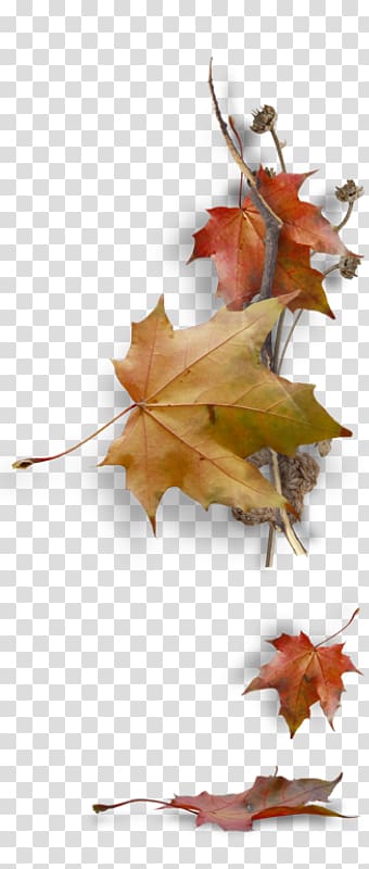 Maple leaf Autumn leaf color , Leaf transparent background PNG clipart