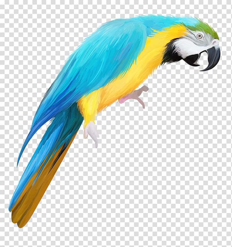 True parrot Bird Drawing, Hand colored parrot transparent background PNG clipart