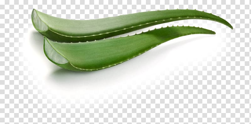 Aloe vera Leaf Gel, aloe vera transparent background PNG clipart