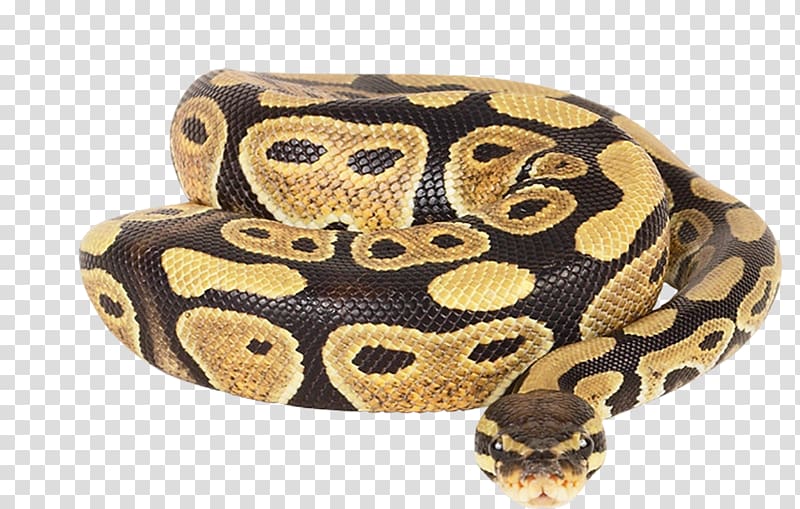 Dwarf Burmese python Ball python Reticulated python African rock python Snake, anaconda transparent background PNG clipart