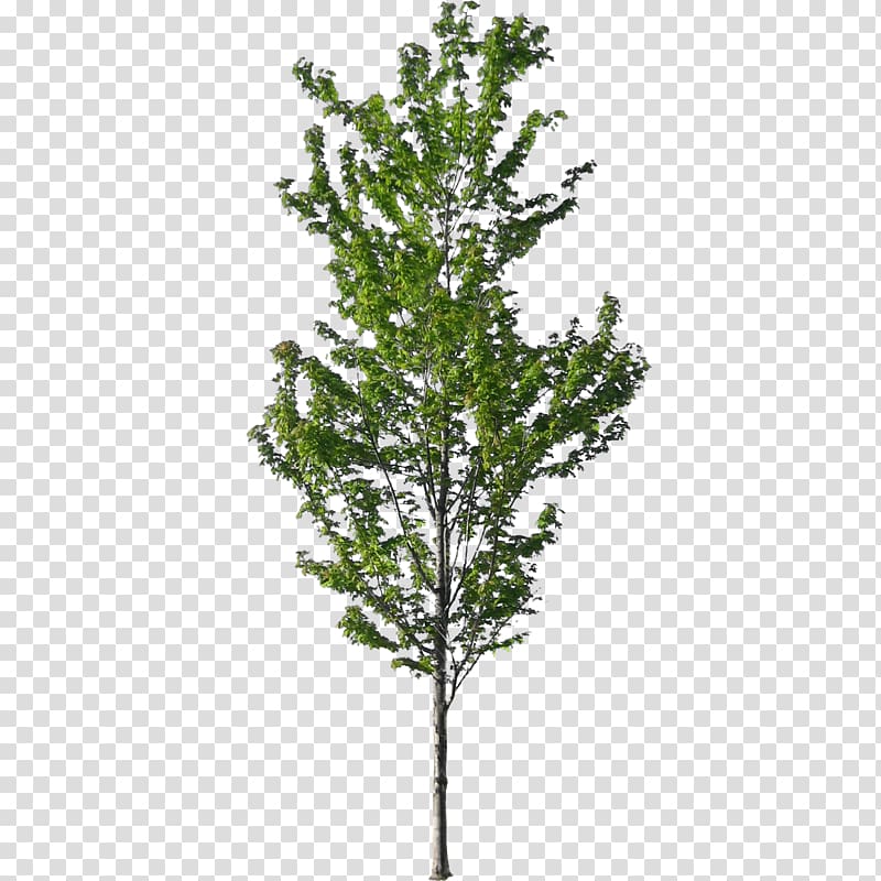 American sycamore Tree Norway spruce Architecture, tree transparent background PNG clipart