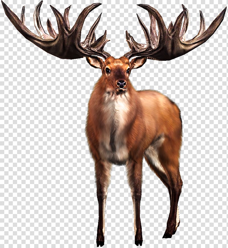 Irish Elk White-tailed deer Big Buck Hunter, big transparent background PNG clipart