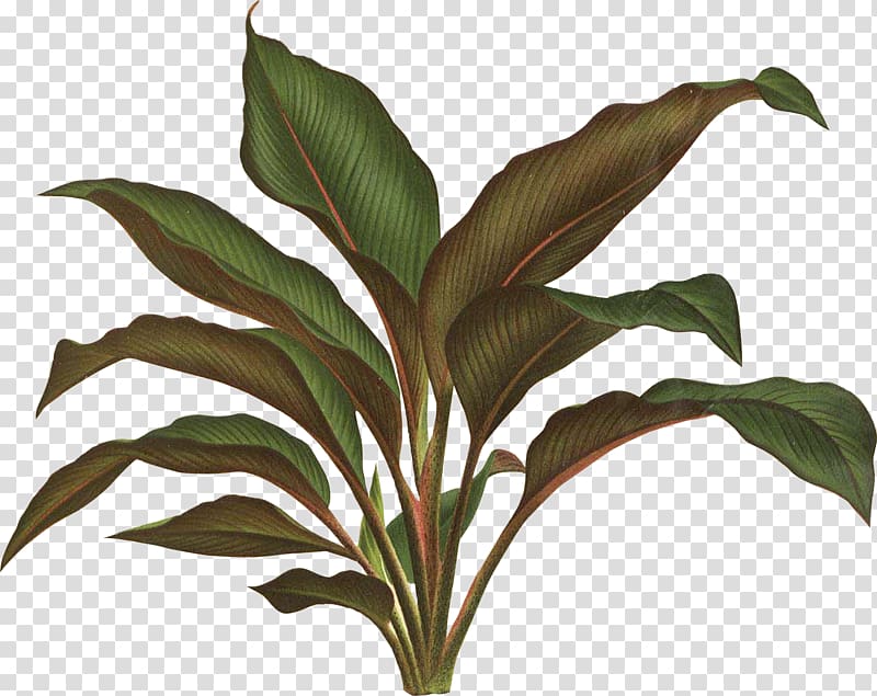 green plant, Botanical illustration Botany Plant Drawing, tropical leaf transparent background PNG clipart