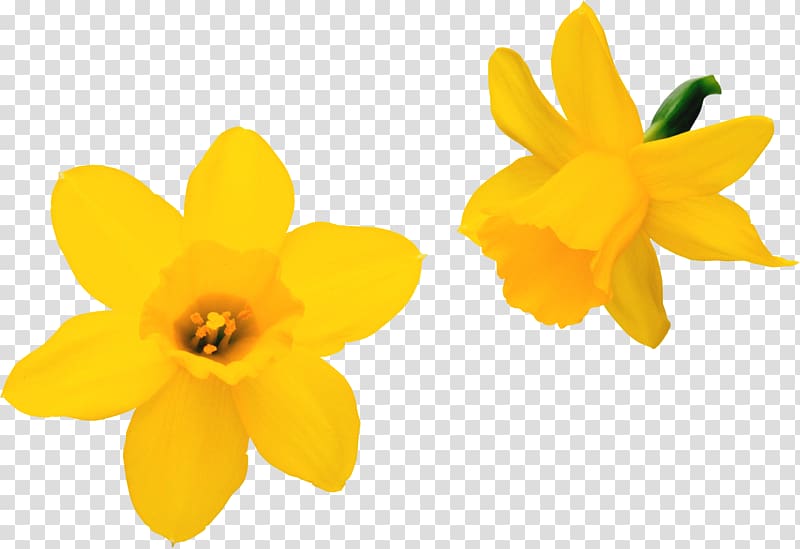 Flower Daffodil , marigold transparent background PNG clipart