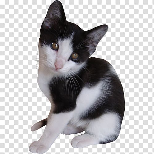 European shorthair American Wirehair Whiskers Aegean cat Kitten, kitten transparent background PNG clipart