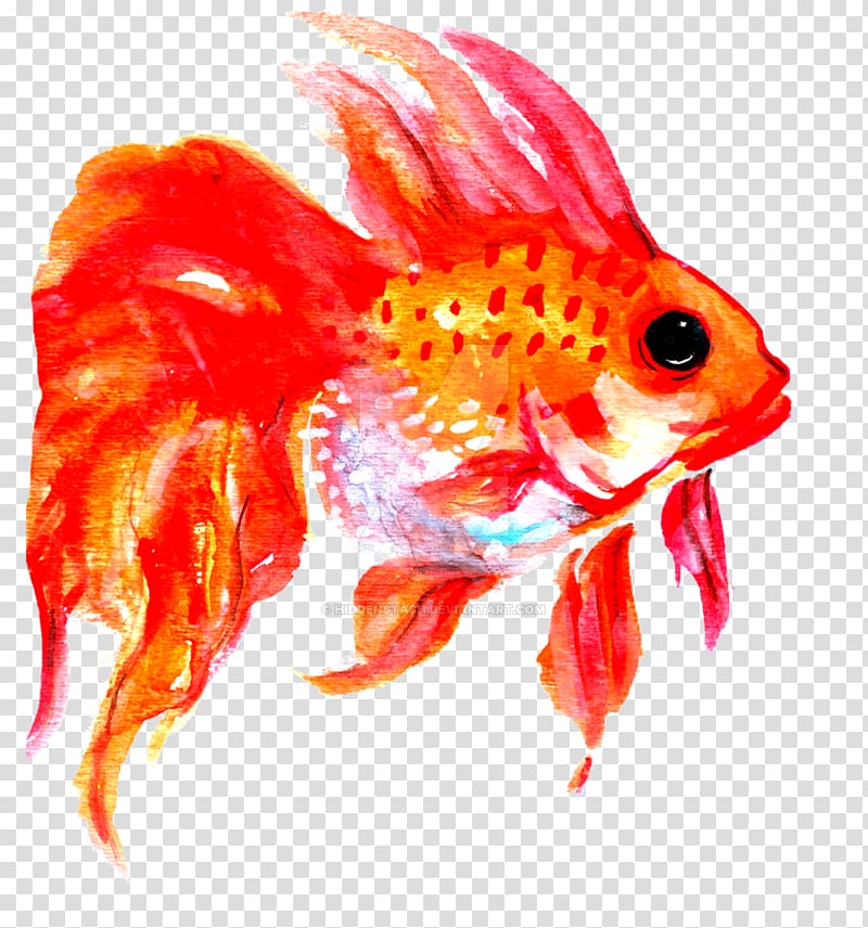 Goldfish Tail, fish transparent background PNG clipart