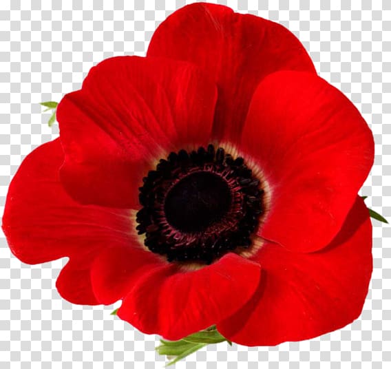 Remembrance poppy Lest we forget In Flanders Fields Common poppy, poppy transparent background PNG clipart