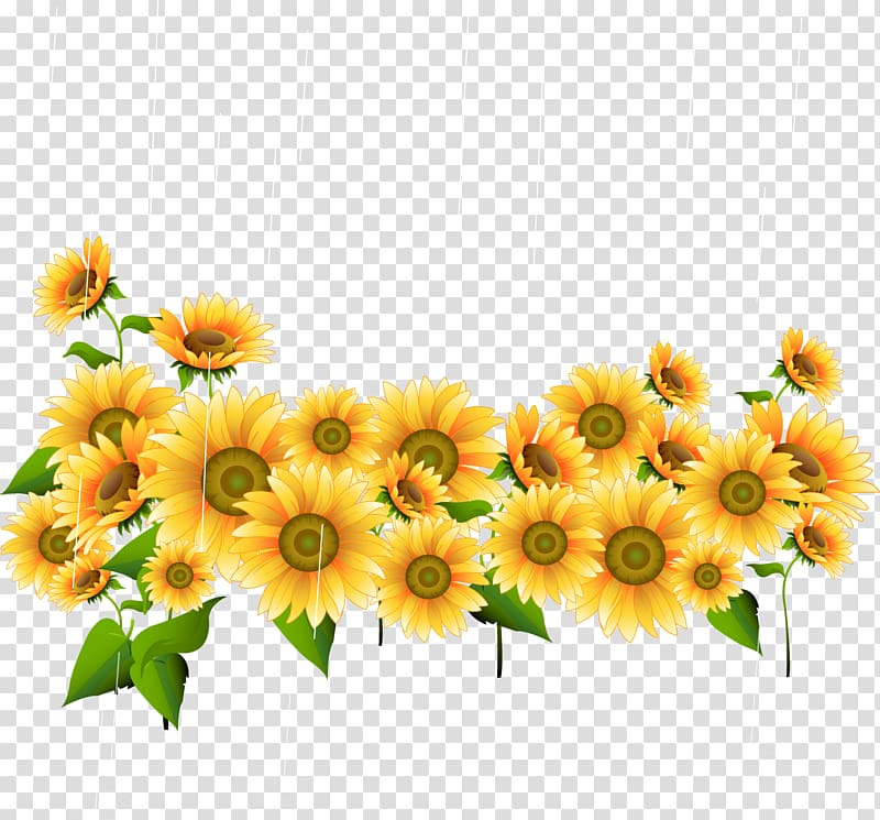 Drawing Illustration, Beautiful sunflower Sunflower transparent background PNG clipart