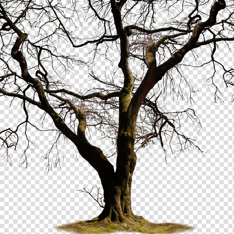painting of brown bare tree, Twig Trunk Tree , of dead trees transparent background PNG clipart