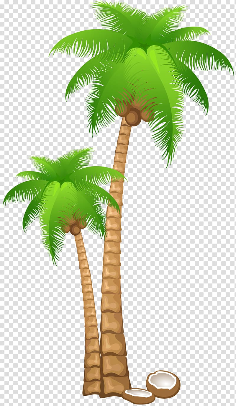 Coconut Arecaceae , palm leaf transparent background PNG clipart