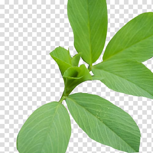 Lemon basil Herbalism Plant stem Leaf, soy bean seed transparent background PNG clipart