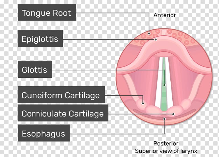 Glottis Larynx Vocal folds Vestibular fold Anatomy, others transparent background PNG clipart