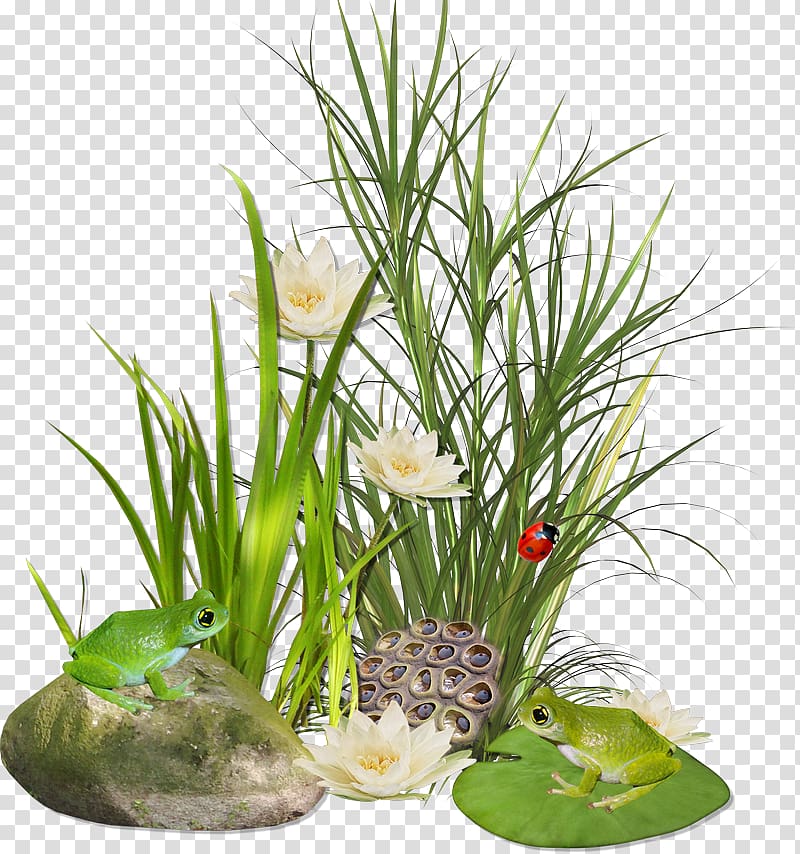 Grasses Weed Pongal Scutch grass Flower, flower transparent background PNG clipart