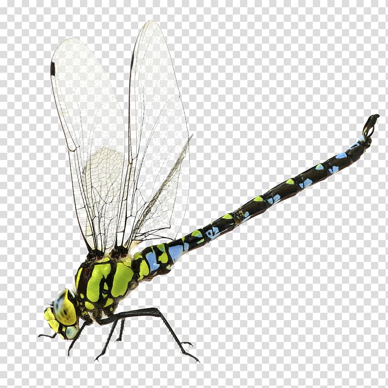 Dragonfly Aeshna affinis, dragonfly transparent background PNG clipart