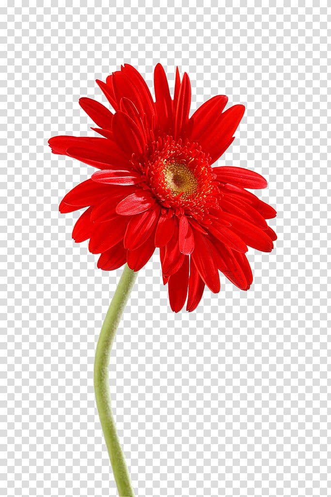 Transvaal daisy Chrysanthemum , Red chrysanthemum transparent background PNG clipart