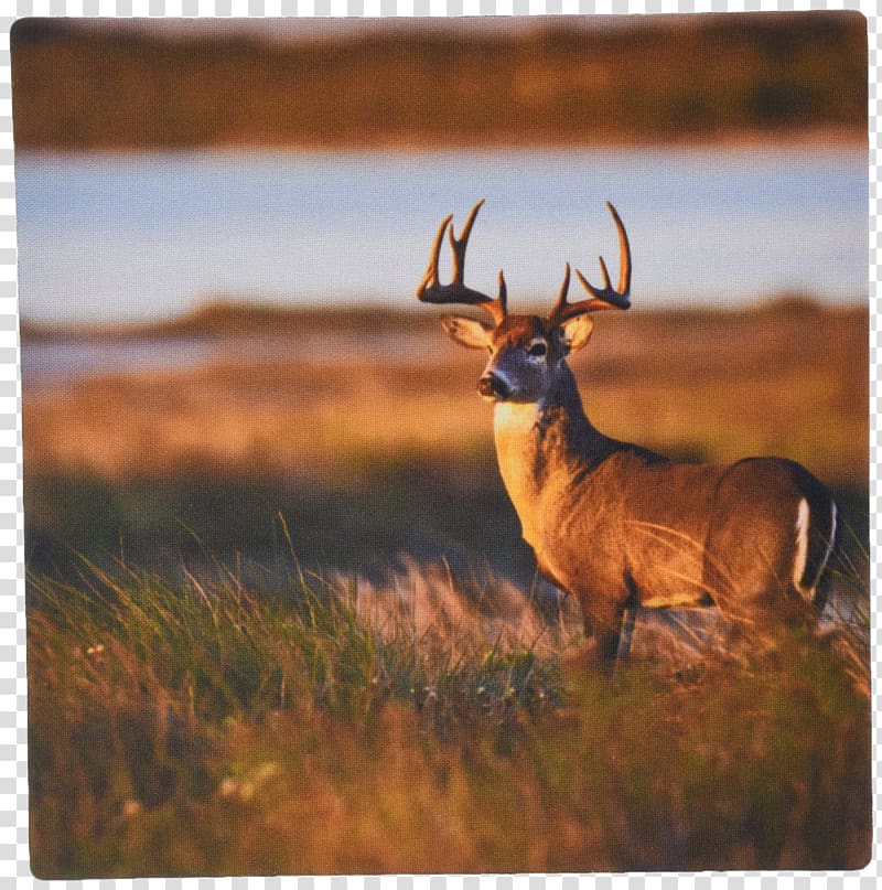 White-tailed deer Elk Texas Hunting, Deer mouse pad transparent background PNG clipart