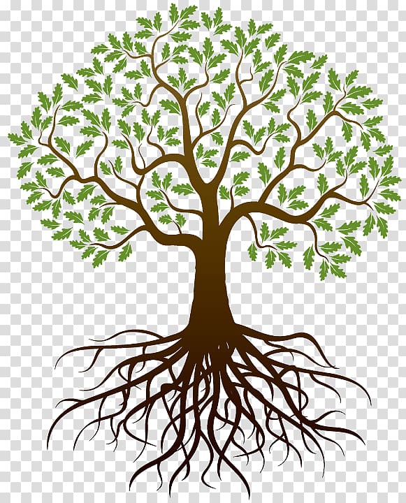 Oak Root Tree , tree transparent background PNG clipart