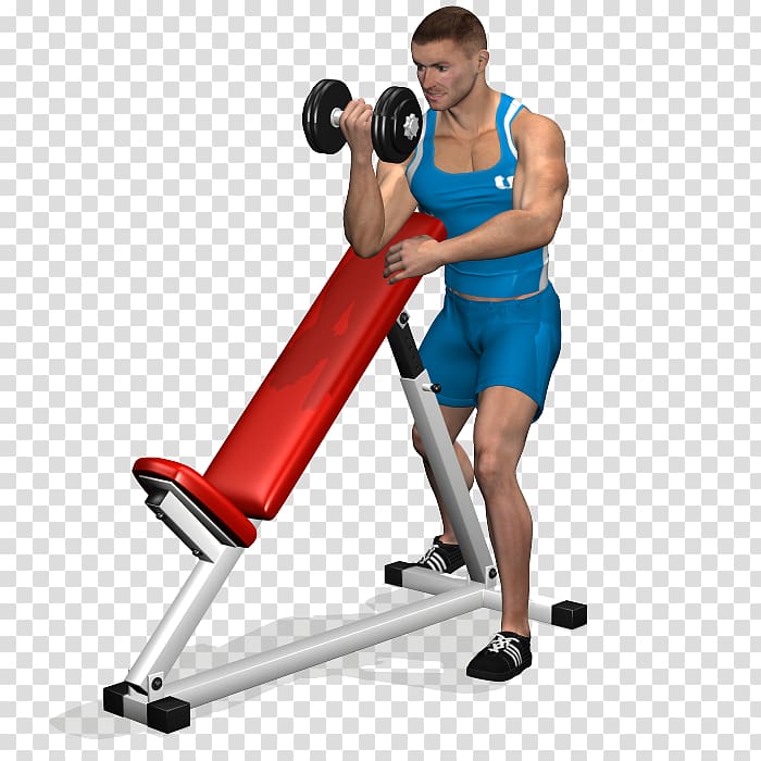 Biceps curl Bench press Dumbbell Exercise, dumbbell transparent background PNG clipart