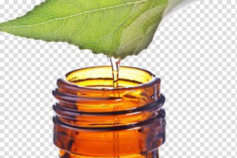 Tea tree oil Narrow-leaved paperbark Essential oil, tea transparent background PNG clipart
