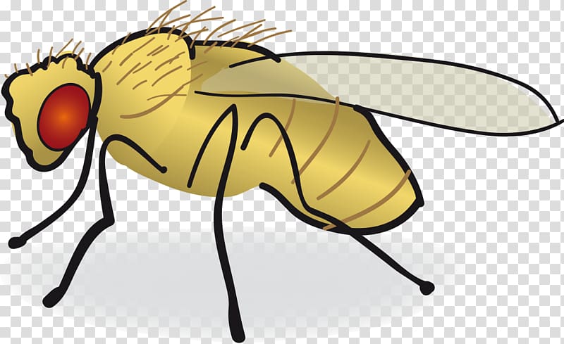 Common fruit fly Drawing , fly transparent background PNG clipart
