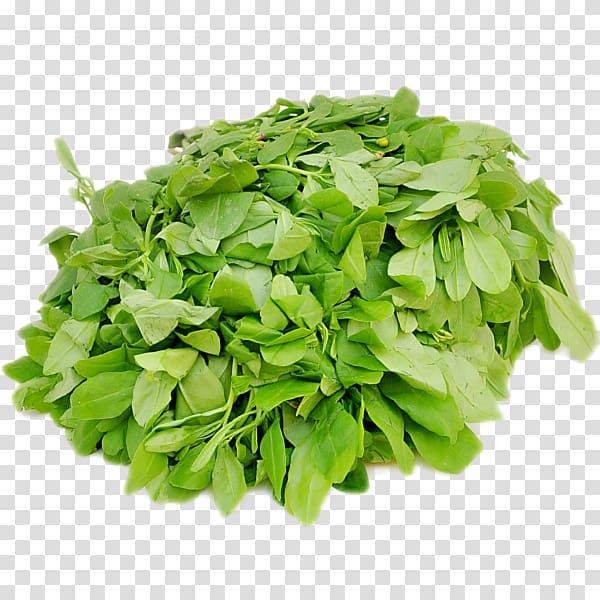 Mesclun Lettuce Leaf vegetable Arugula, vegetable transparent background PNG clipart