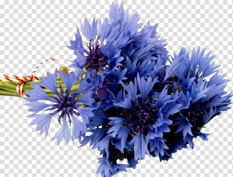 Flower bouquet Desktop Cornflower Blue, flower transparent background PNG clipart