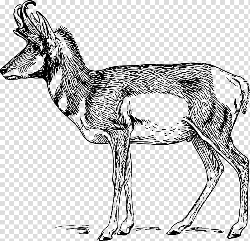 A Pronghorn Antelope A Pronghorn Antelope Drawing , elk transparent background PNG clipart