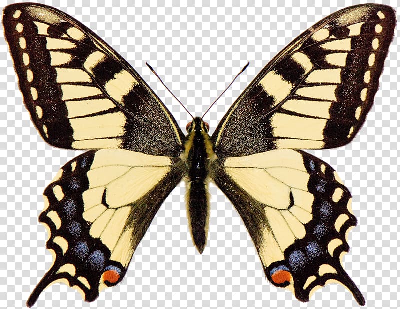 Swallowtail butterfly Papilio machaon Papilio brevicauda, butterfly transparent background PNG clipart