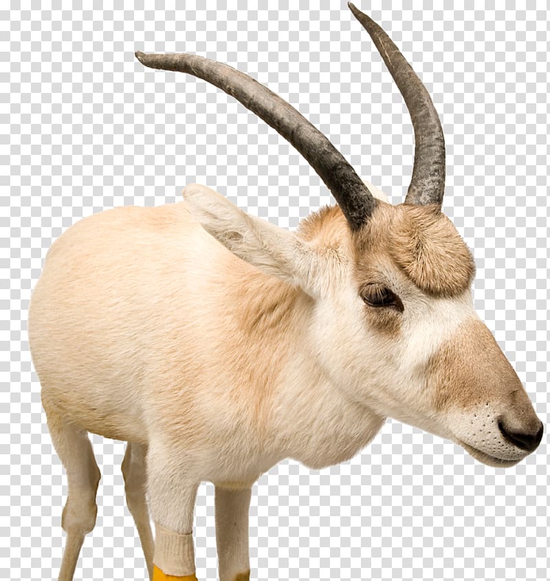 Tibetan antelope, Tibetan antelope claw transparent background PNG clipart