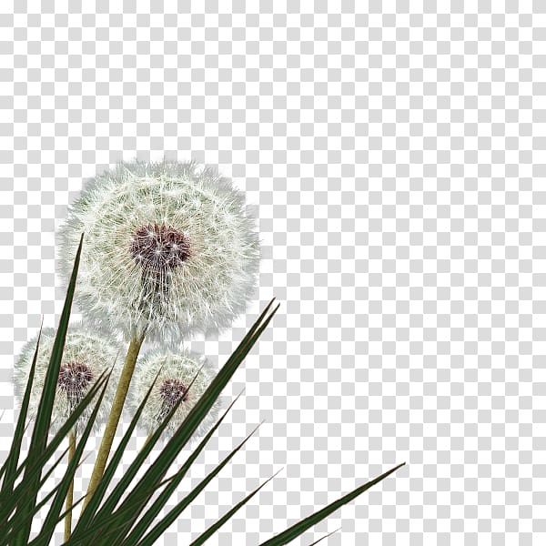 Dandelion Grasses Family, dandelion transparent background PNG clipart