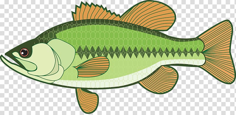 Bass , Fishing transparent background PNG clipart